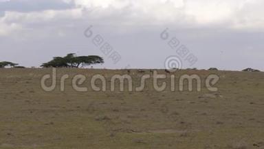 一群非洲汤普森瞪羚在保护区的草原上快速奔跑